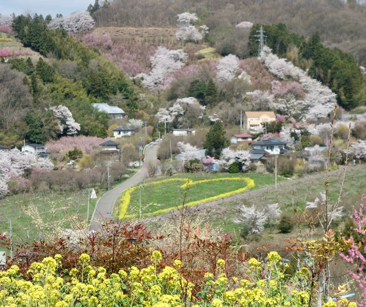 🌸花見山公園🌸

福島といえば花見山公園です‼︎
私も含めて関西人なら東北...
