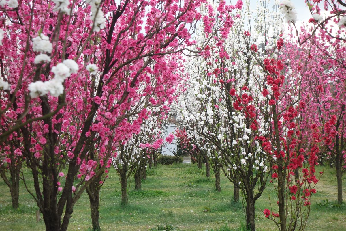 🌸飯坂温泉花桃の里🌸

撮影日：2021/4/13

飯坂温泉の花桃の里で...