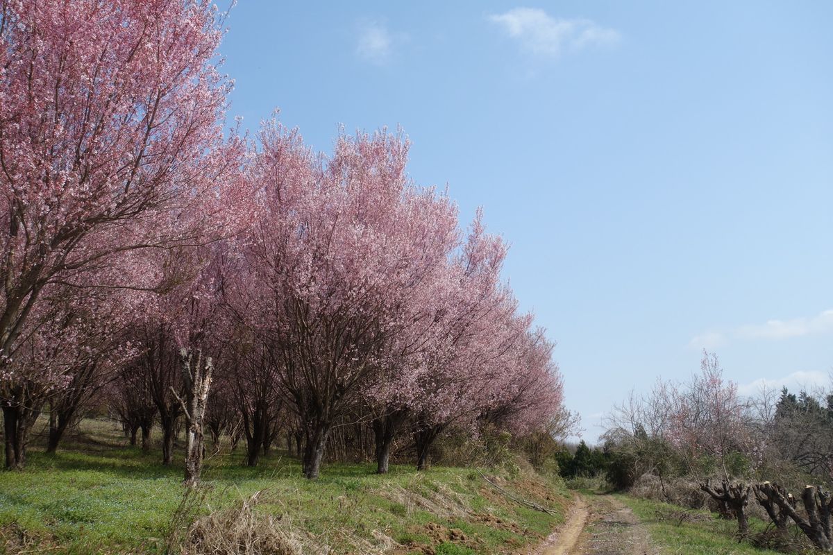 🌸蛇音山🌸

撮影日：2021/4/3

福島市内にあって、桃・レンギョウ...