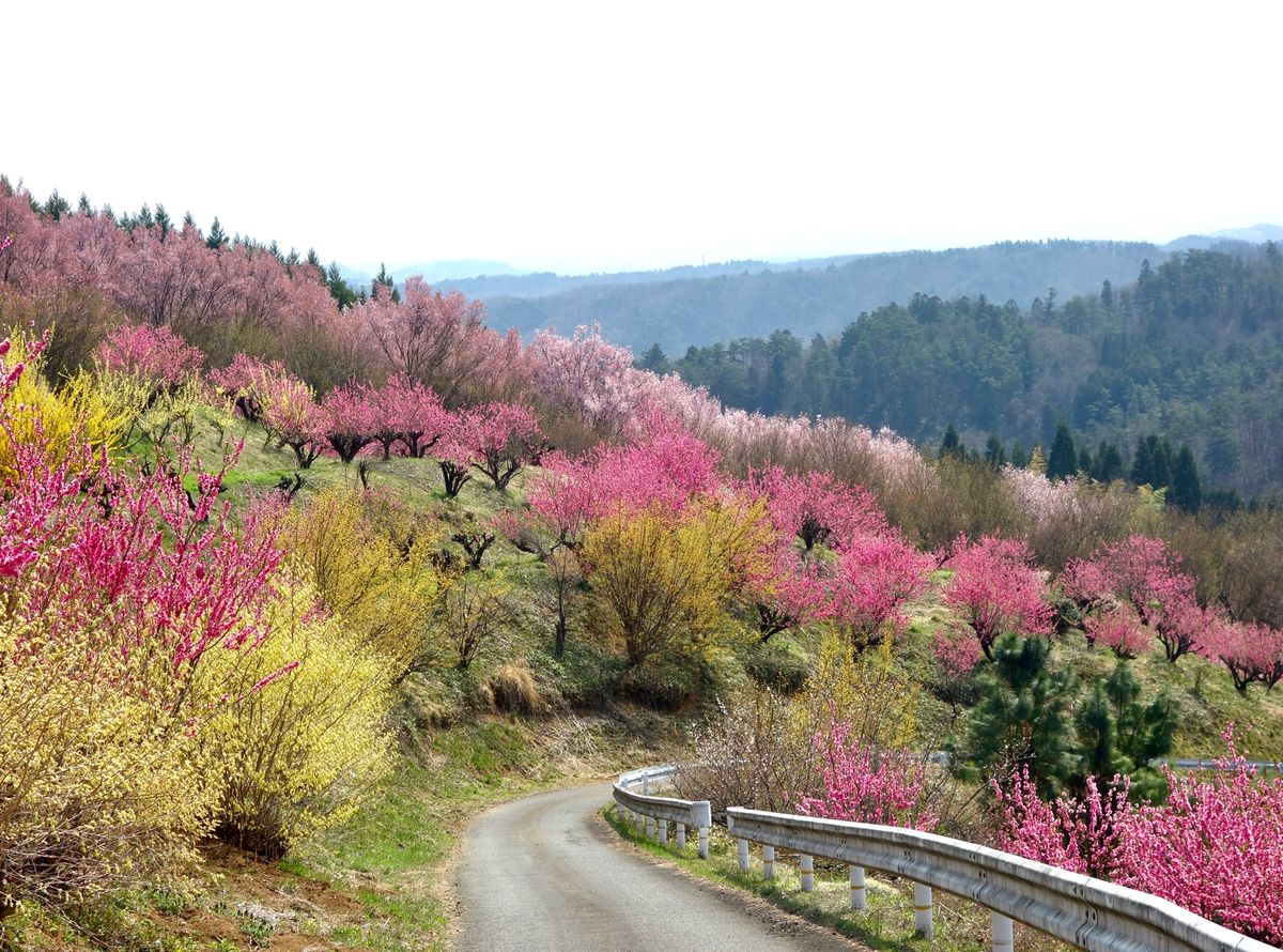🌸蛇音山🌸

撮影日：2021/4/3

福島市内にあって、桃・レンギョウ...