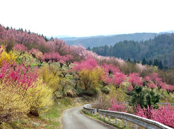 日本・福島県「福島(春の花旅)」の写真：🌸蛇音山🌸

撮影日：2021/4/3
...