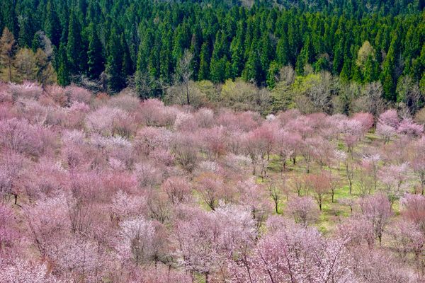 日本・福島県「福島(春の花旅)」の写真：🌸桜峠🌸

福島の北塩原村にある桜峠は上...