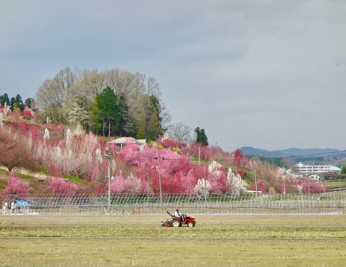 🌸花やしき公園🌸

撮影日：2021/4/13
福島市内にあり、無料駐車場...