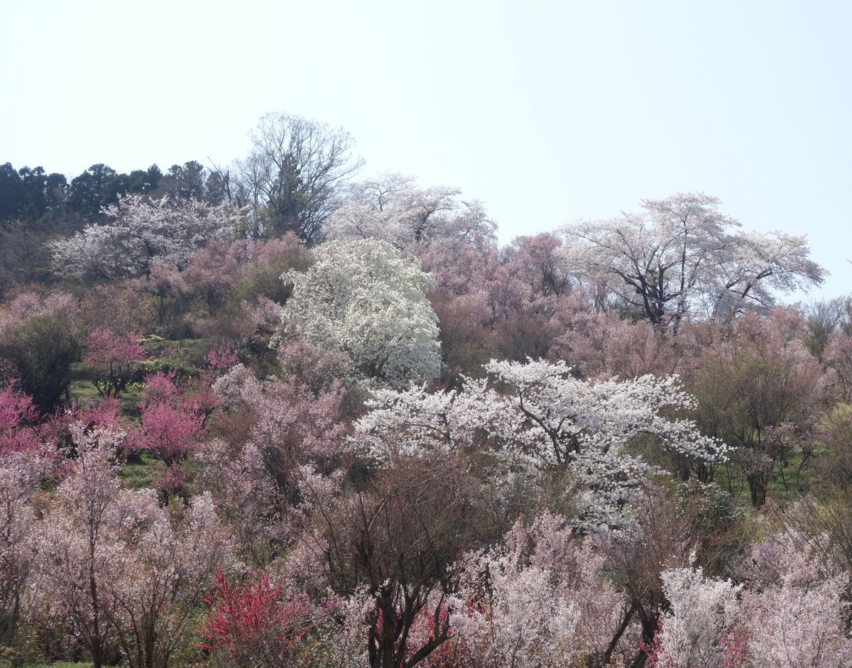 🌸花見山公園🌸

福島といえば花見山公園です‼︎
私も含めて関西人なら東北...