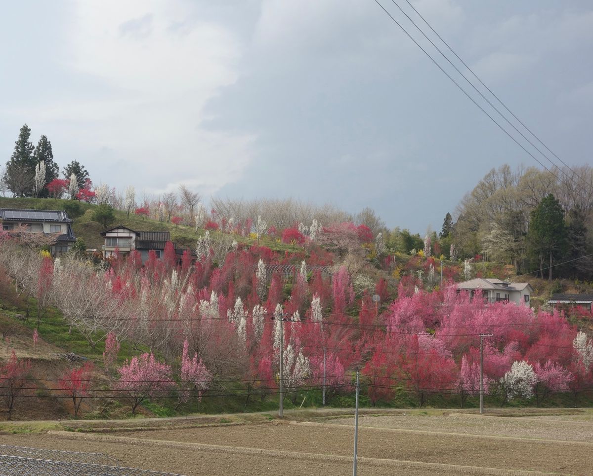 🌸花やしき公園🌸

撮影日：2021/4/13
福島市内にあり、無料駐車場...