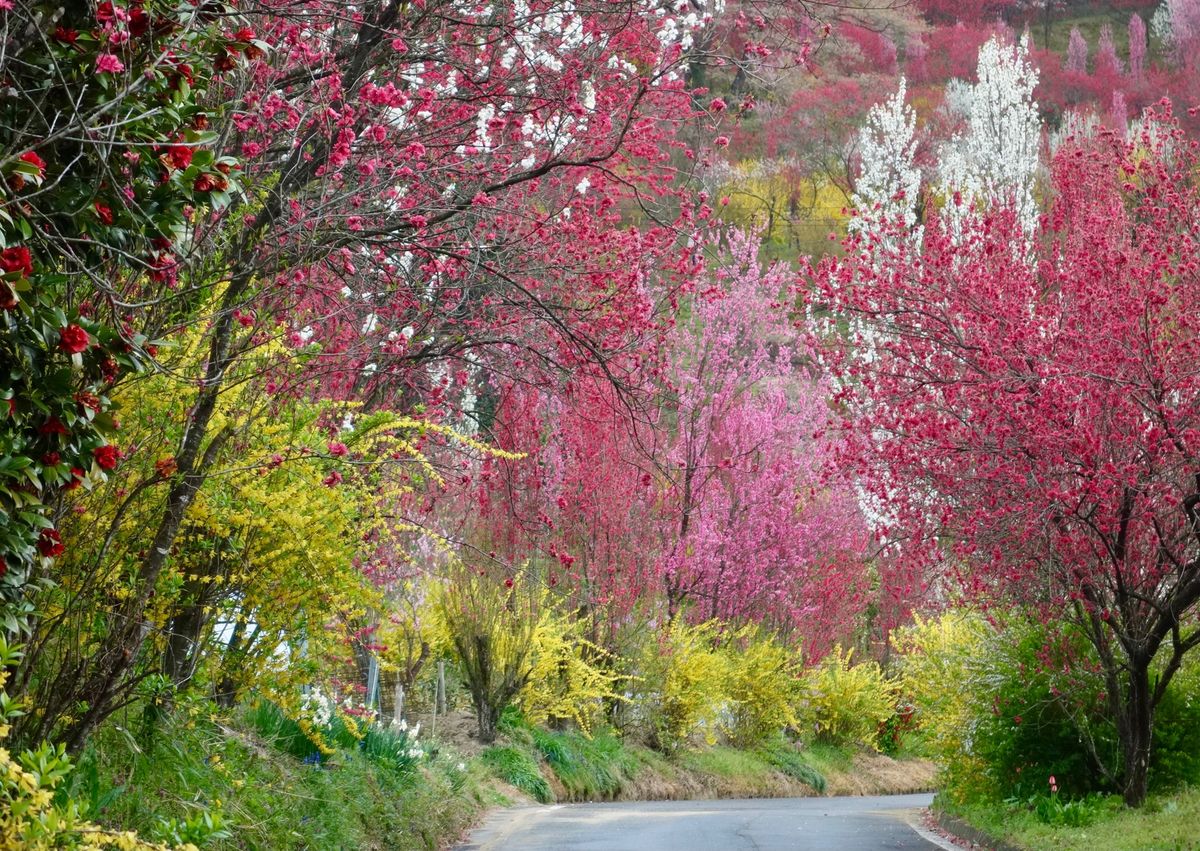 🌸花やしき公園🌸

撮影日：2021/4/13
福島市内にあり、無料駐車場...