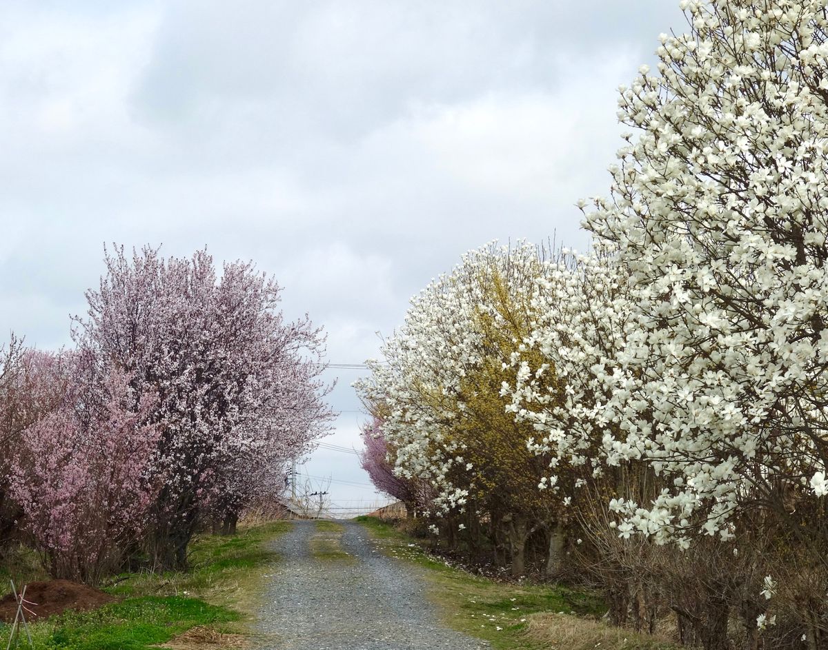 🌸花木団地🌸

郡山にある花木団地は多分出荷用の桜を栽培しているところです...