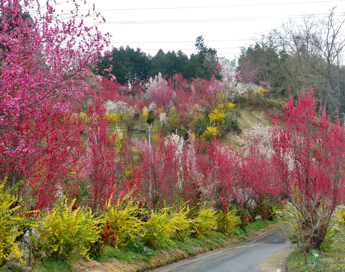 🌸花やしき公園🌸

撮影日：2021/4/13
福島市内にあり、無料駐車場...