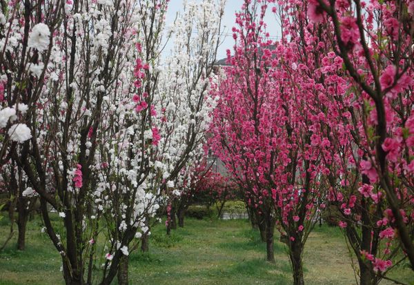 日本・福島県「福島(春の花旅)」の写真：🌸飯坂温泉花桃の里🌸

撮影日：2021...