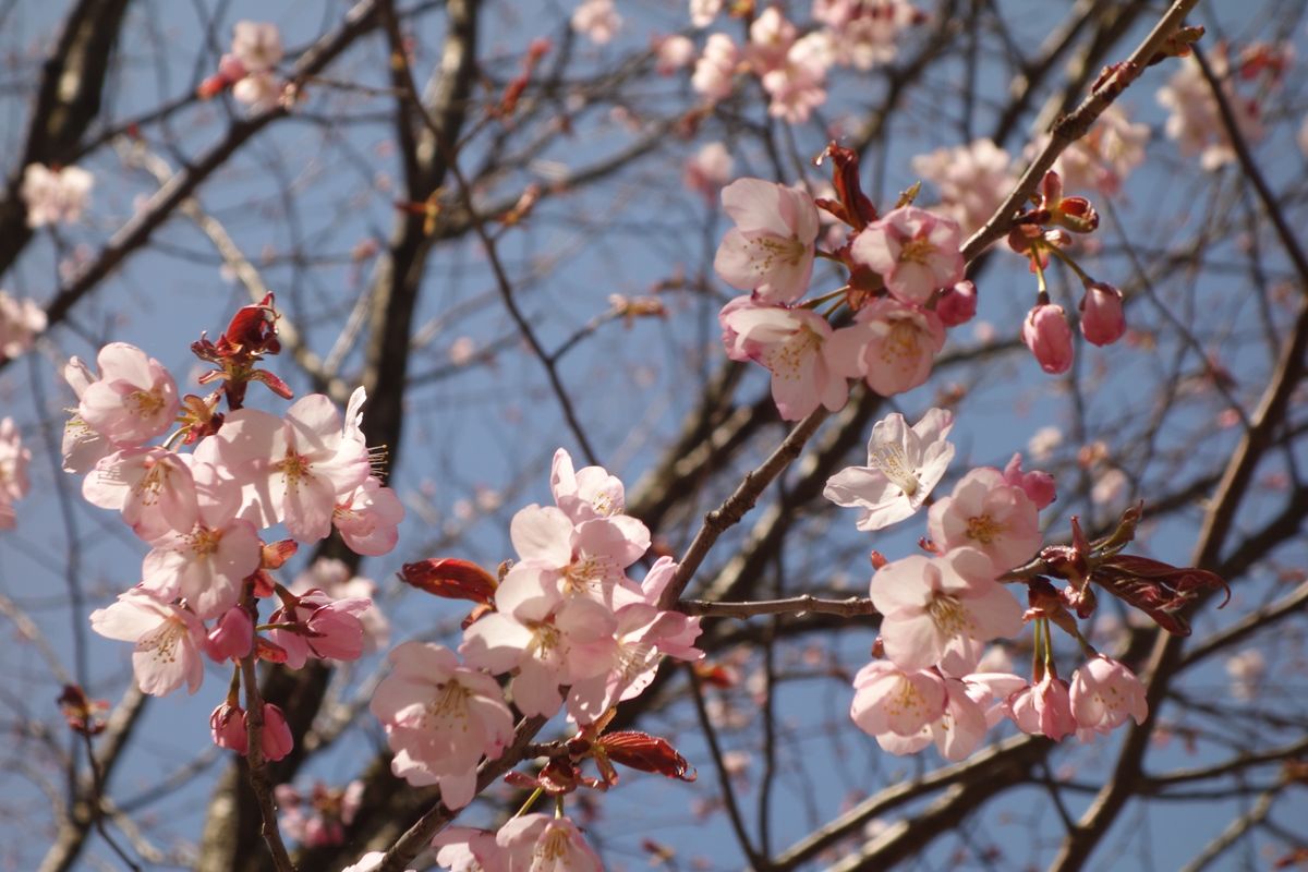 🌸桜峠🌸

福島の北塩原村にある桜峠は上から見下ろすタイプです(^^)
ラ...