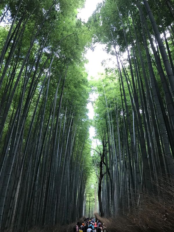 日本・京都府「京都の旅」の写真