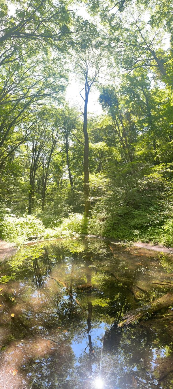 日本・軽井沢「軽井沢　星のや」の写真：ピッキオの「野鳥の森ネイチャーウォッチン...