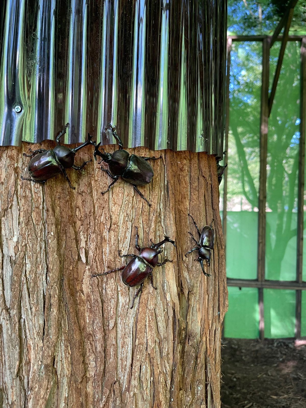 軽井沢プリンスホテル『ネイチャーキッズの森』の『親子ではじめて森遊び』で次...