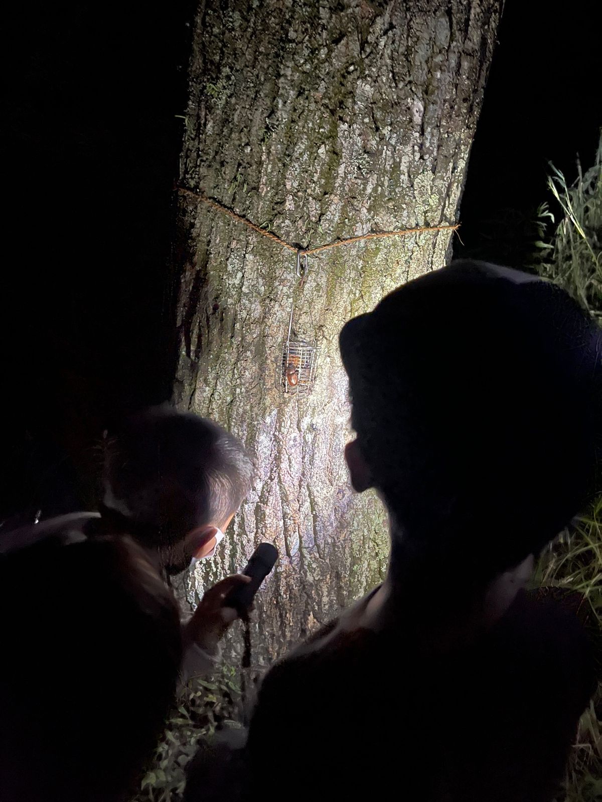 夜は再度ネイチャーキッズ森の家で『カブトムシの森　夜の昆虫観察会』

夜の...