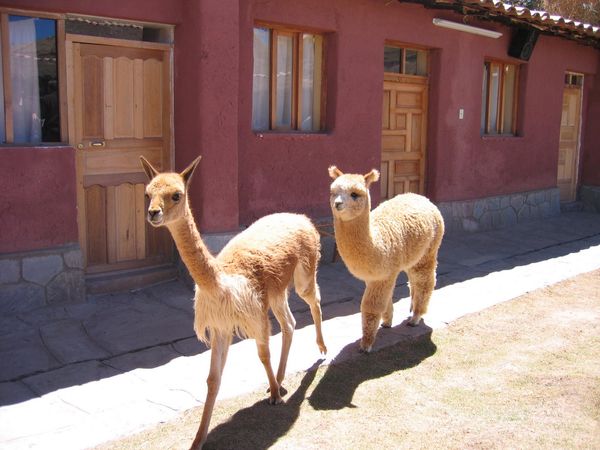 ペルー・マチュピチュ「Perú 」の写真