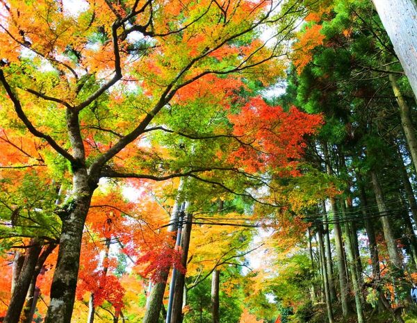 日本・滋賀県「滋賀」の写真