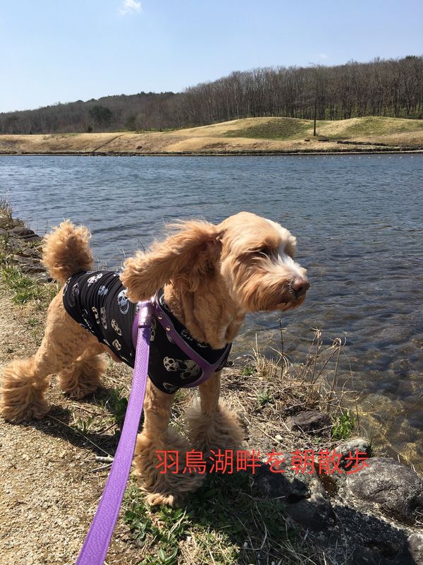 日本・福島県「那須白河」の写真：ワン連れ旅行　気兼ねなくワンと遊べる素敵な場所