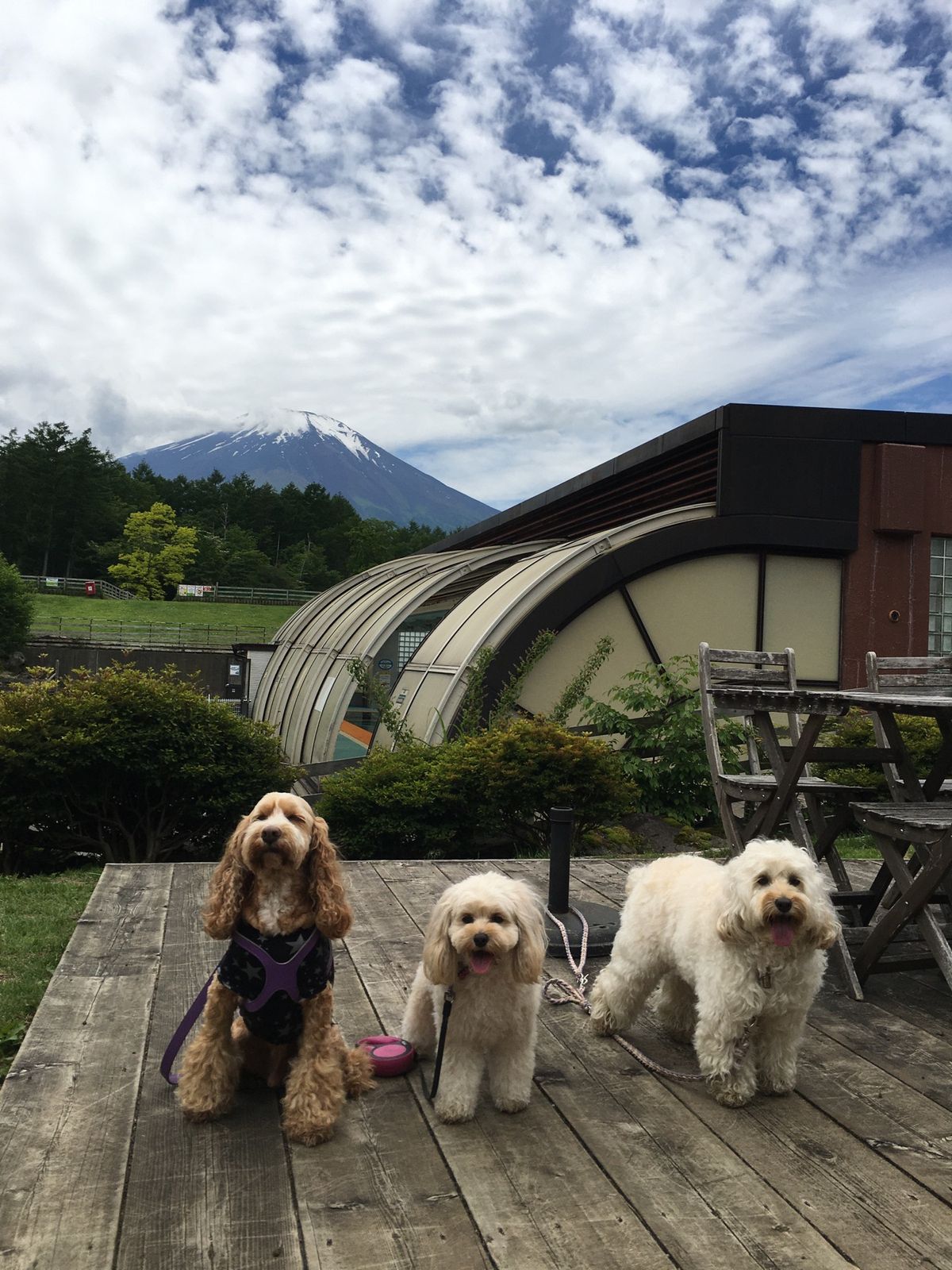 天気に寄っては富士山が🗻どーんと見えます。