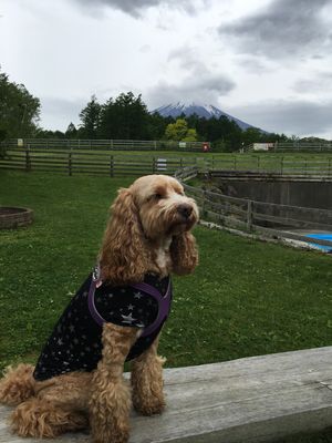 天気に寄っては富士山が🗻どーんと見えます。