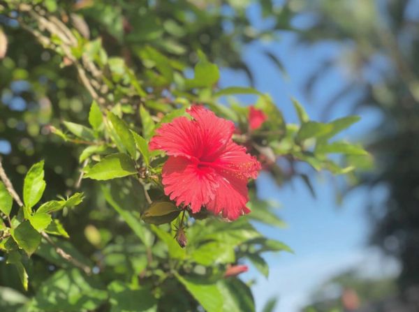 日本・沖縄「沖縄」の写真