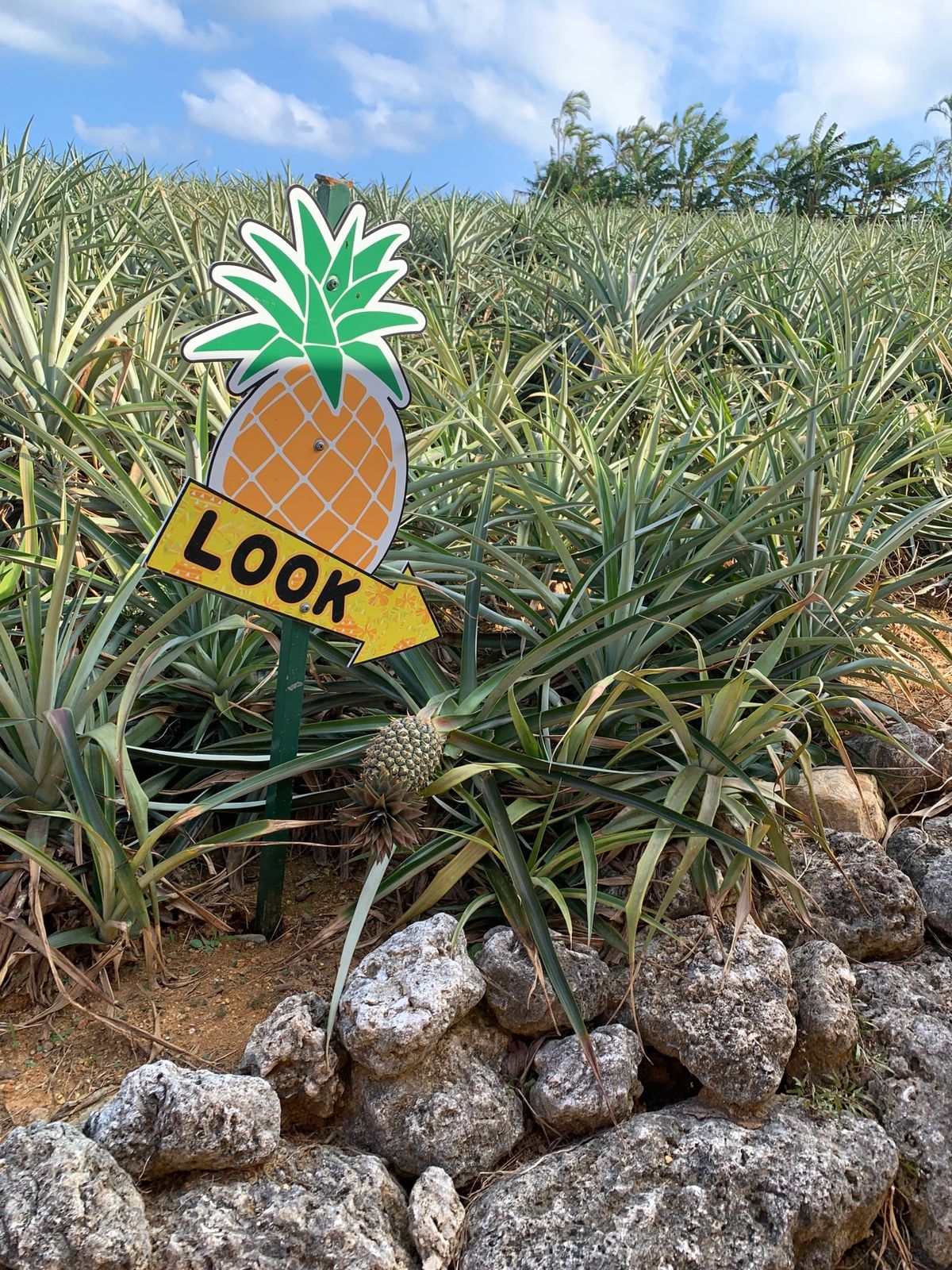 パイナップルパーク🍍