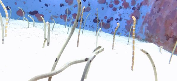 日本・沖縄「沖縄女4人旅」の写真：美ら海水族館は、写真の数がすごいことにな...