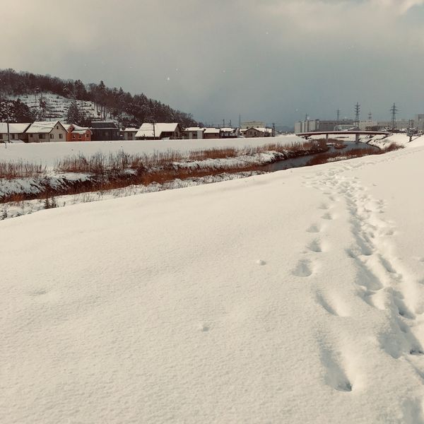 日本・鳥取「鳥取2020年🐫」の写真