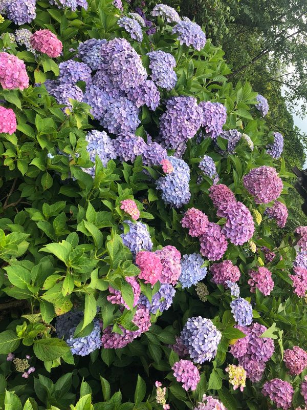 日本・京都「日帰り旅in京都」の写真：観音寺
