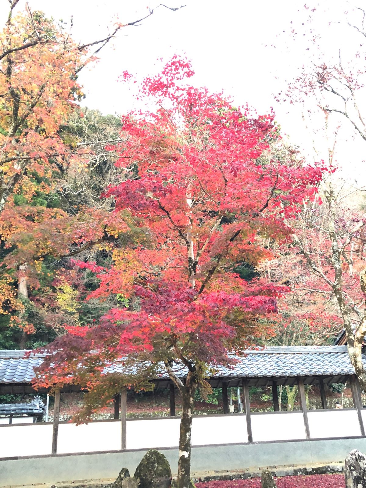 紅葉🍁ホテル 