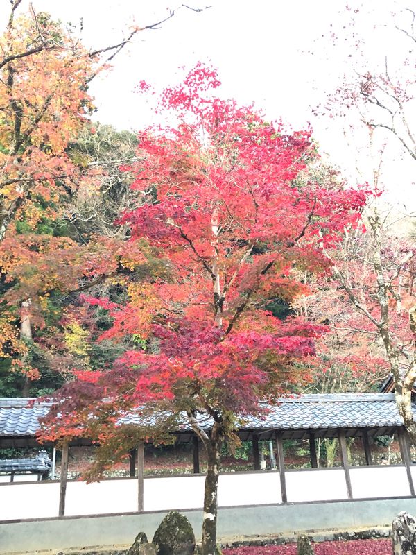 日本・滋賀県「内緒の滋賀旅🤫」の写真：紅葉🍁ホテル 