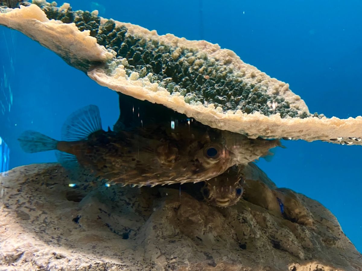 下関だけあって
フグの展示がたくさん！
可愛い〜🐡

フグのウインクとか着...