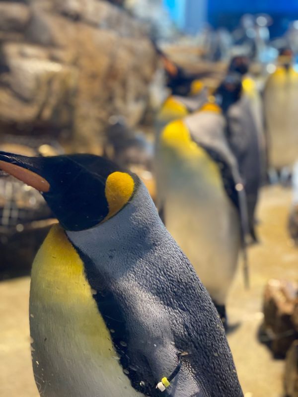 日本・山口県「下関の海の幸に舌鼓の山口出張」の写真：キングペンギンの他に
マカロニペンギンや...