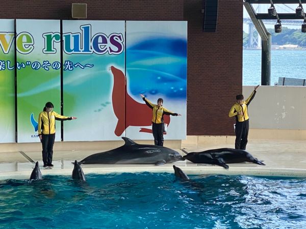 日本・山口県「下関の海の幸に舌鼓の山口出張」の写真：イルカとアシカのショー可愛かった☺️