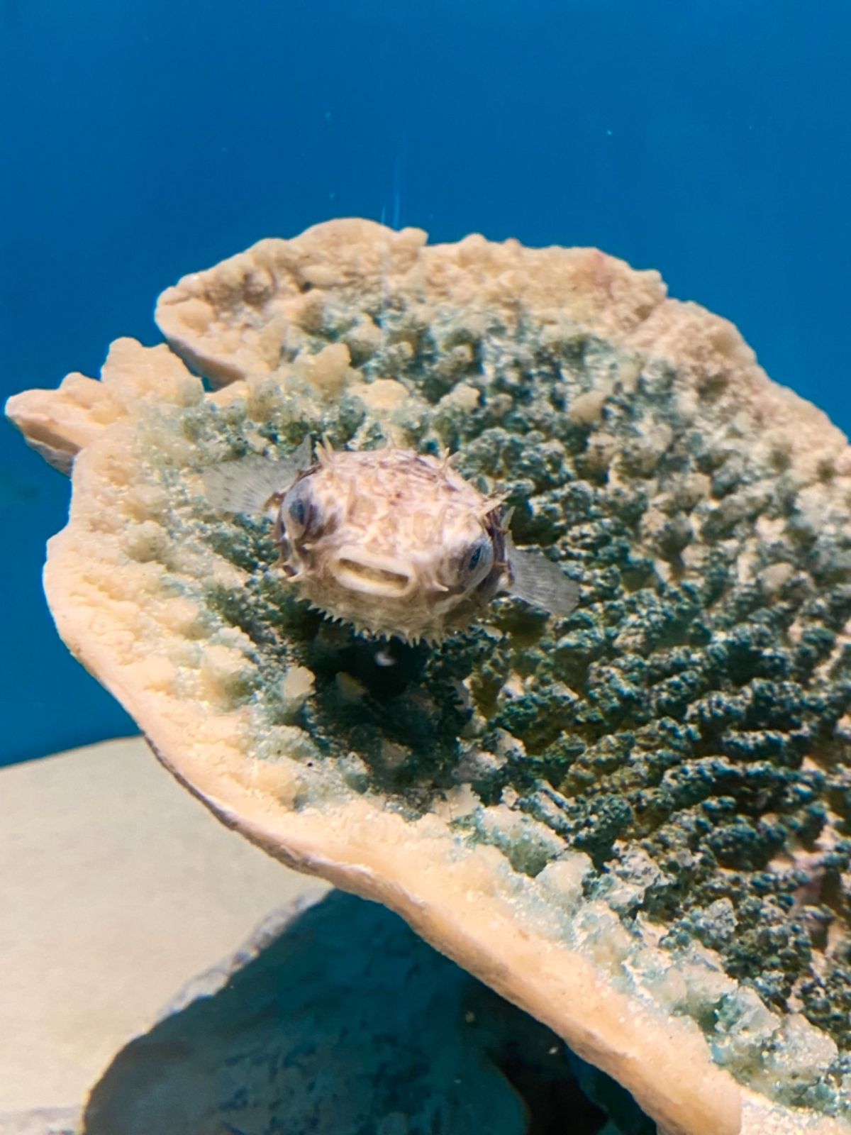 下関だけあって
フグの展示がたくさん！
可愛い〜🐡

フグのウインクとか着...