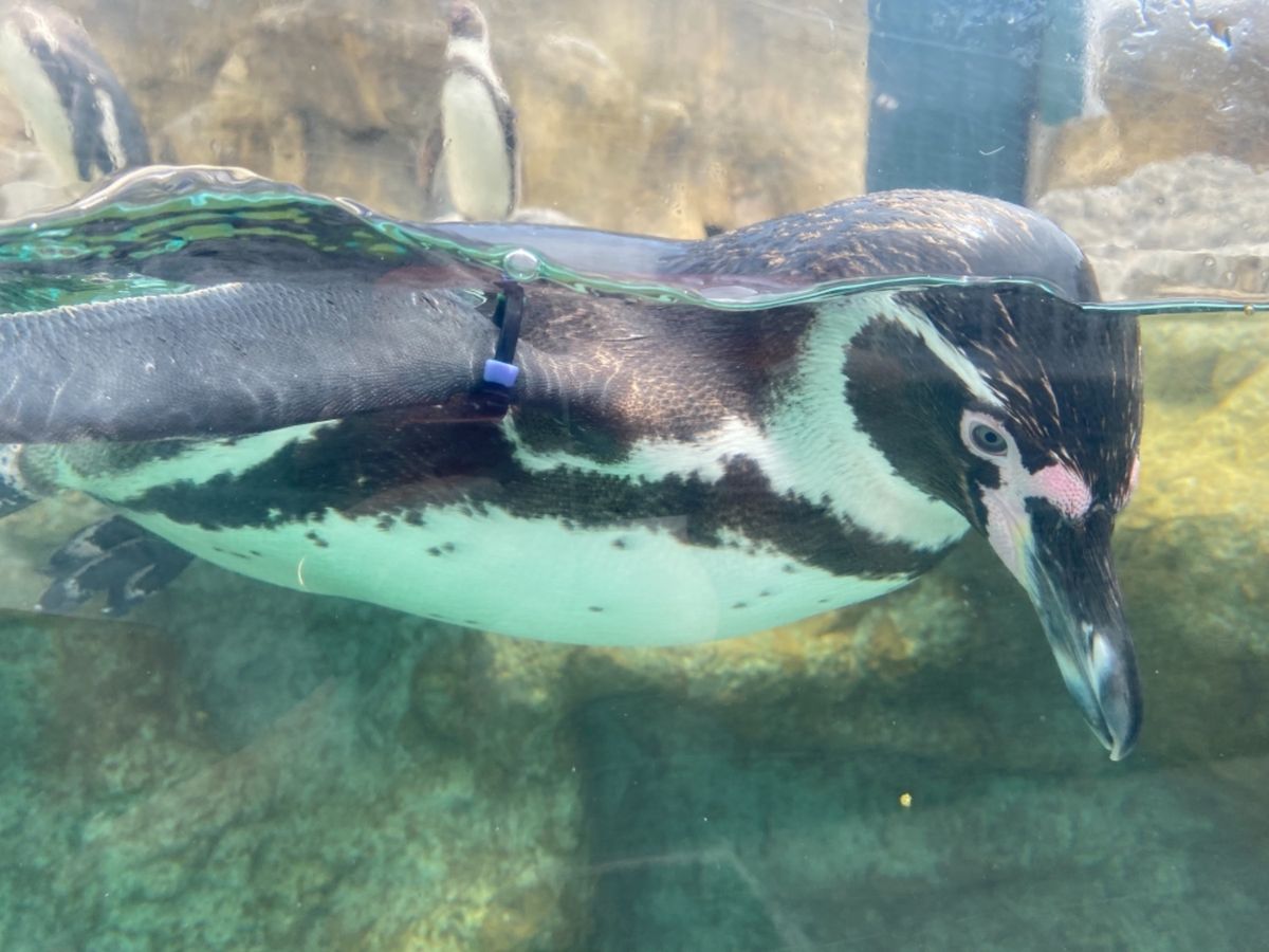 あちこちにペンギンコーナーがあって
ずっと観てられる😍
可愛いなぁ
