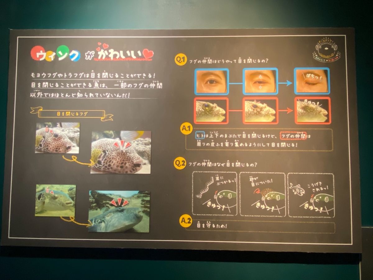 下関だけあって
フグの展示がたくさん！
可愛い〜🐡

フグのウインクとか着...