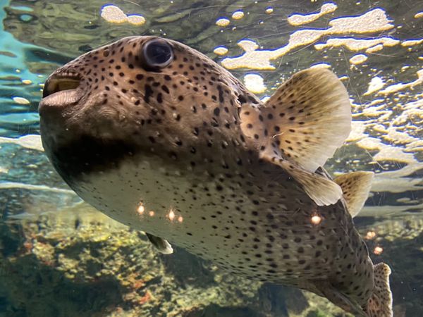 日本・山口県「下関の海の幸に舌鼓の山口出張」の写真：フグもなかなか大きい💦