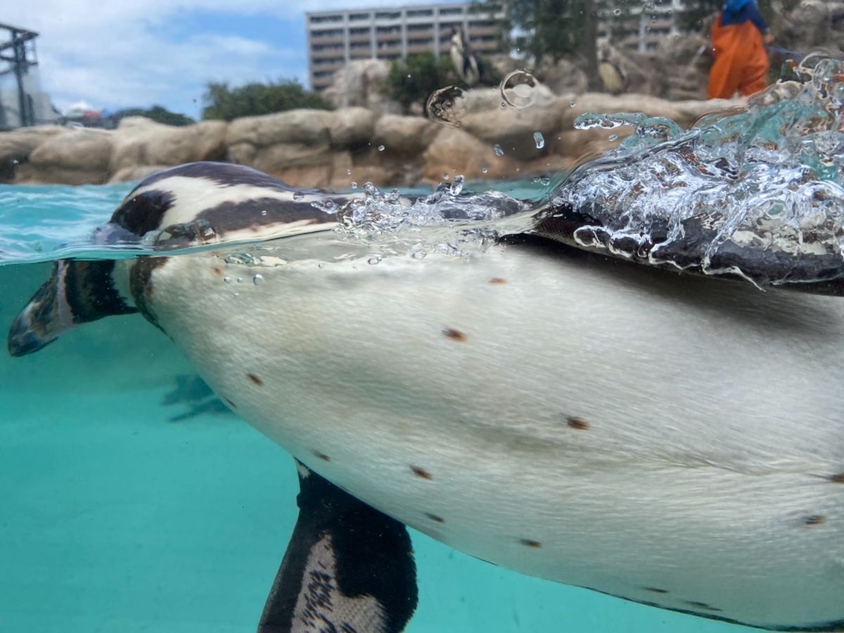 外にもペンギンゾーンがあってペンギンがたくさん堪能できた😍
