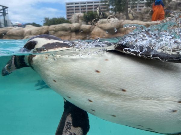 日本・山口県「下関の海の幸に舌鼓の山口出張」の写真：外にもペンギンゾーンがあってペンギンがた...