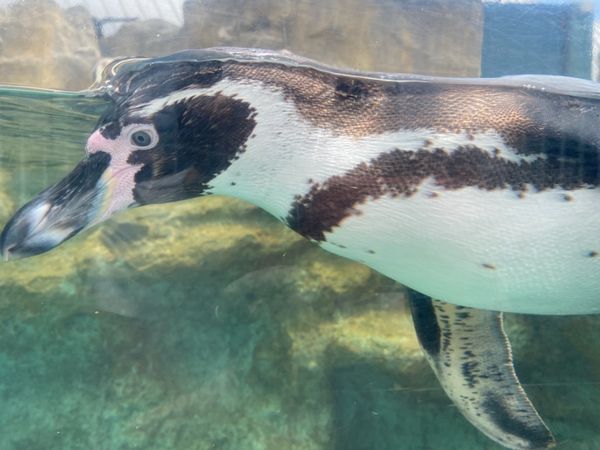 日本・山口県「下関の海の幸に舌鼓の山口出張」の写真：あちこちにペンギンコーナーがあって
ずっ...