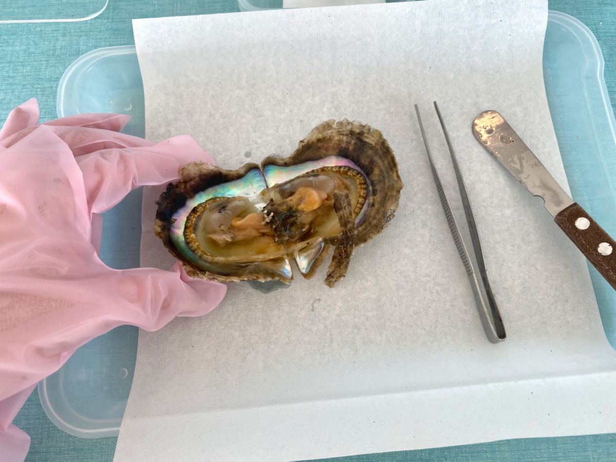 せっかくなので真珠取り体験した！
ギューーーっと押すとパカっと開く😳

ス...