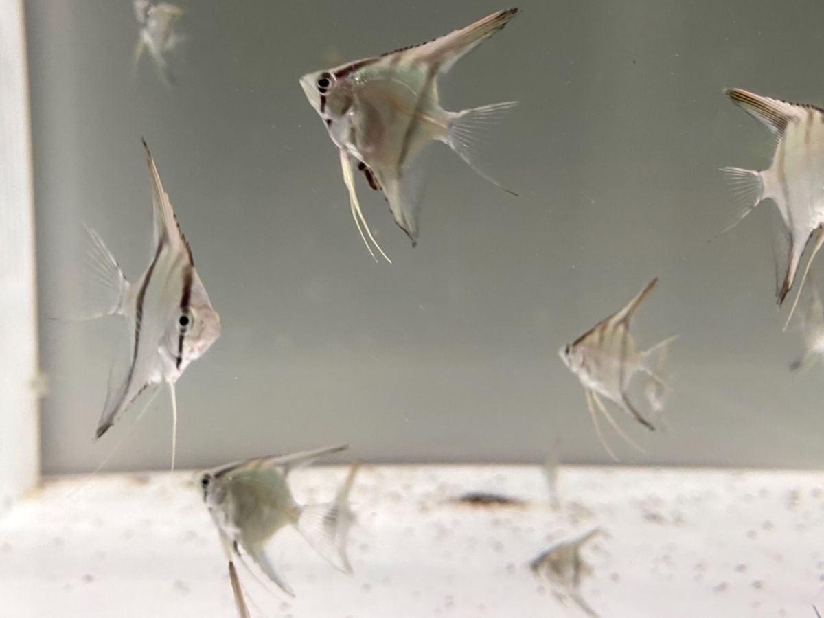 この魚🐠小さくて可愛かった

トビハゼってムツゴロウにそっくりやな〜