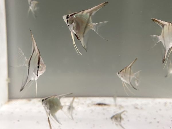 日本・山口県「下関の海の幸に舌鼓の山口出張」の写真：この魚🐠小さくて可愛かった

トビハゼっ...