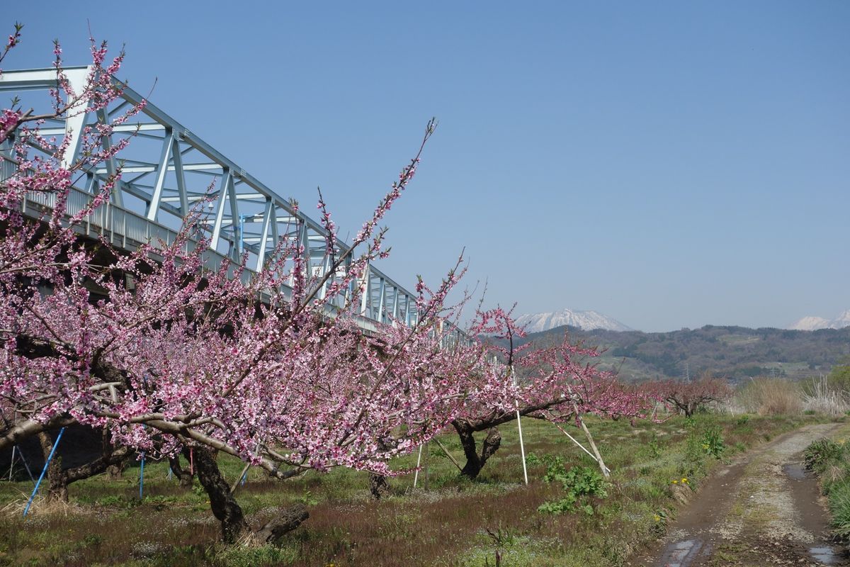 🌸千曲川河川公園🌸

撮影日：2021/4/20

千曲川といえば八重桜の...