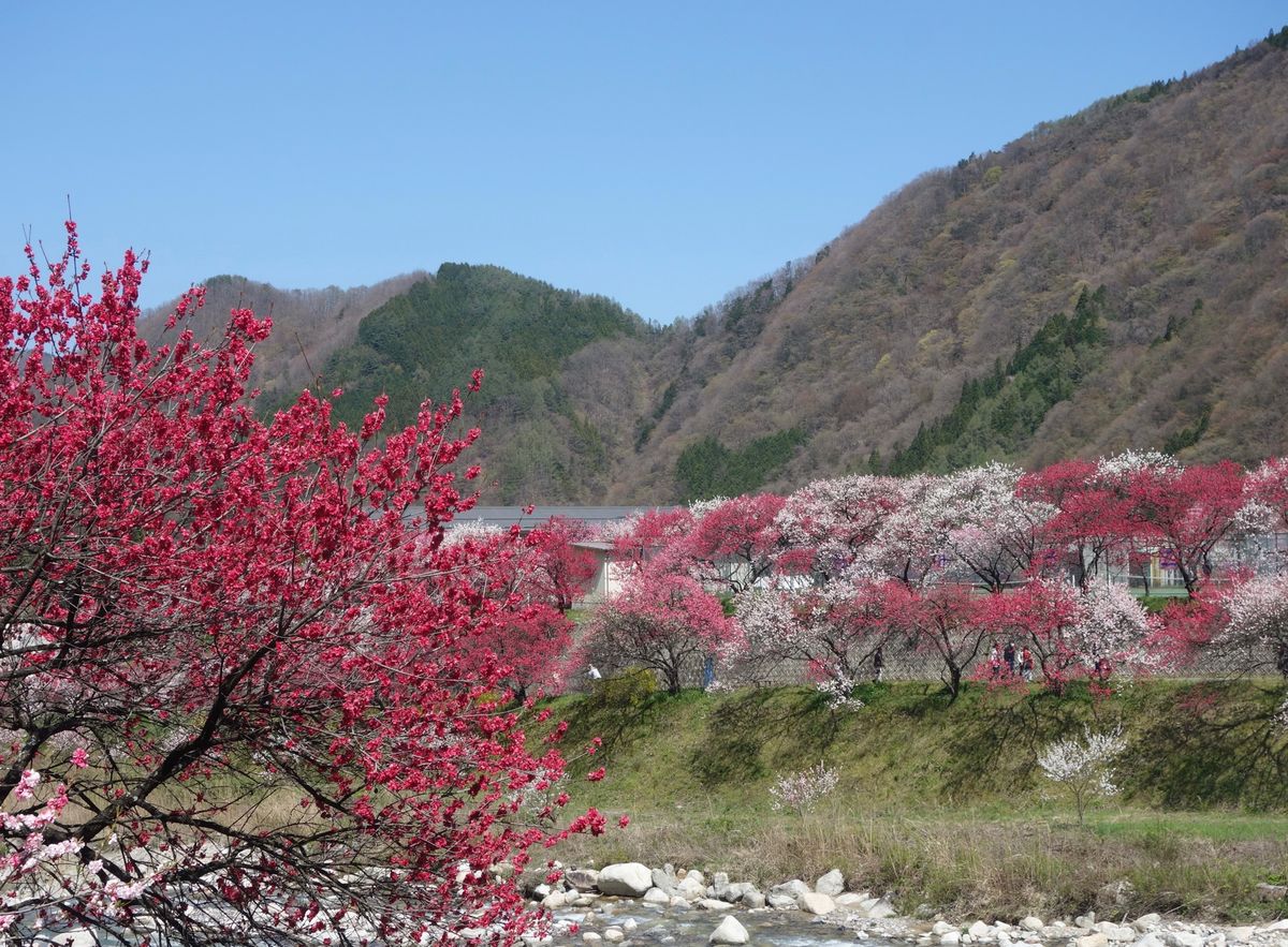 🌸月川温泉🌸

撮影日:2021/4/20

関西から名古屋まで新幹線に乗...