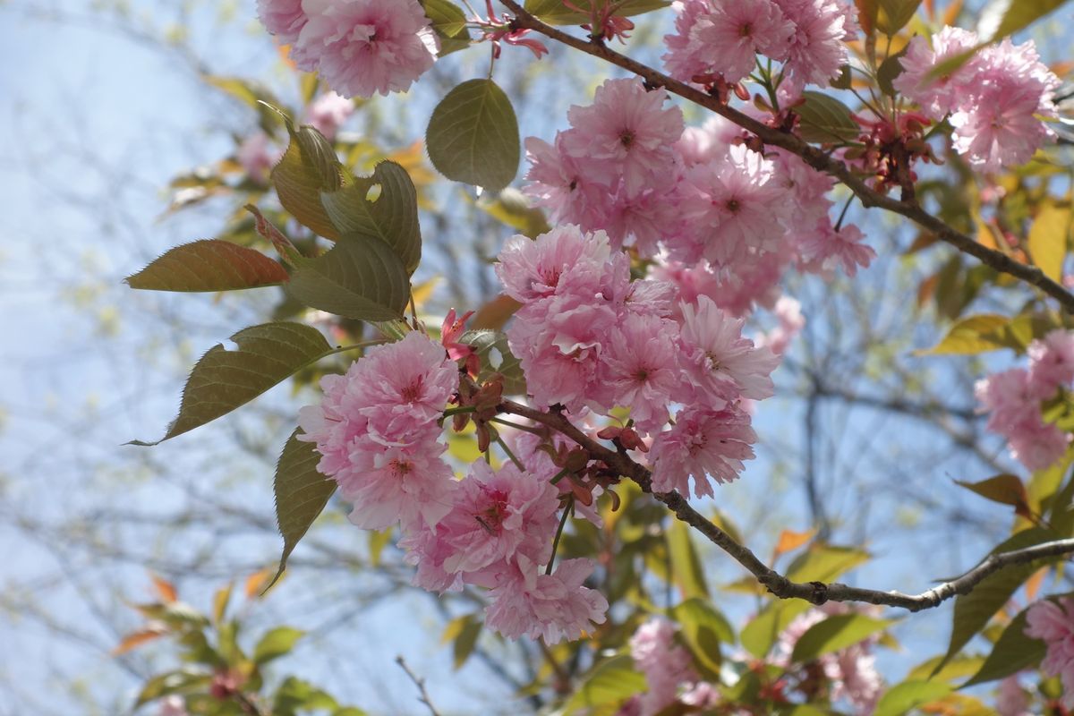 🍐大王わさび農園🍐

安曇野にある大王わさび農園は日本で一番大きなわさび田...