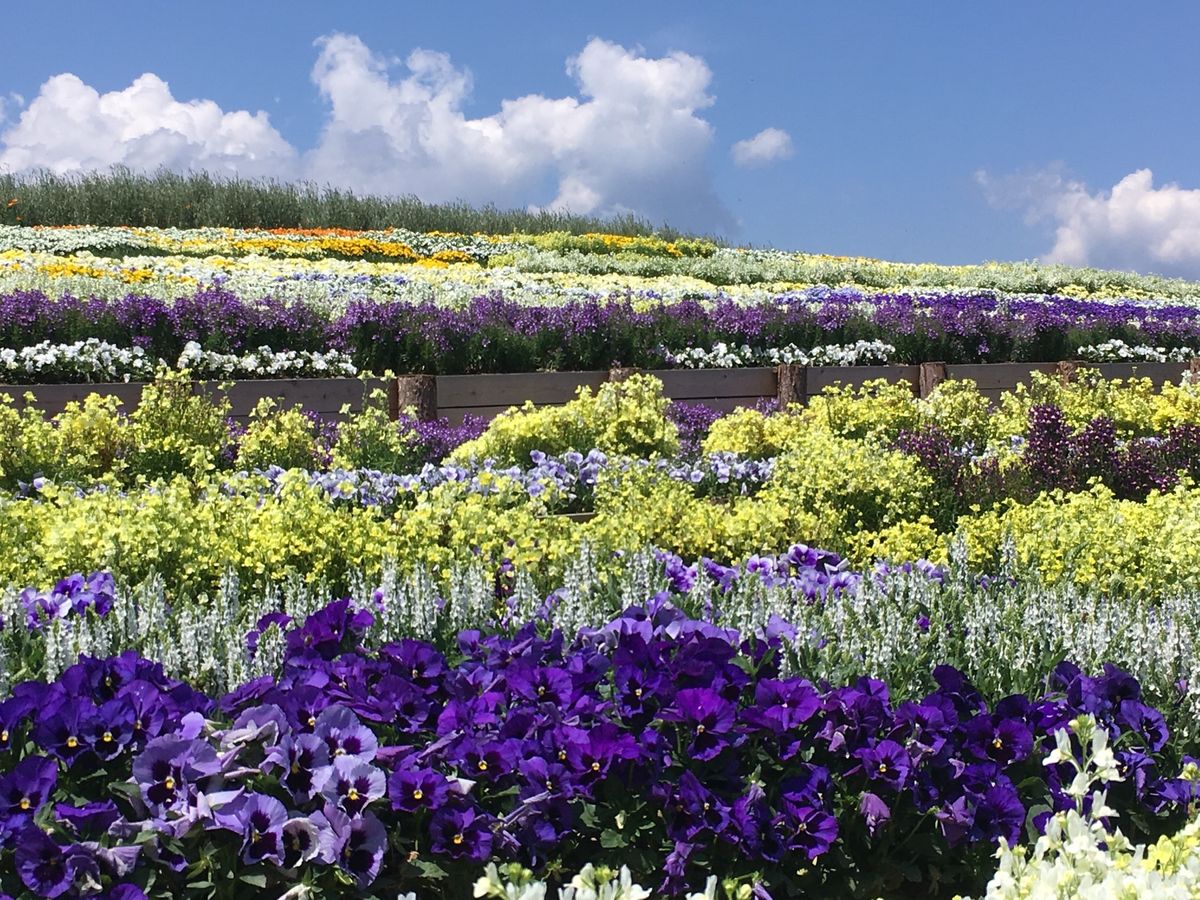 🌸信州花フェスタ🌸

2019年に松本空港近くの信州スカイパークでしていた...