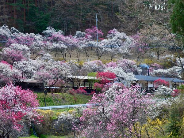 日本・長野県「信州(春)」の写真：🌸駒ヶ根のすみよしや🌸

駒ヶ根の中沢地...
