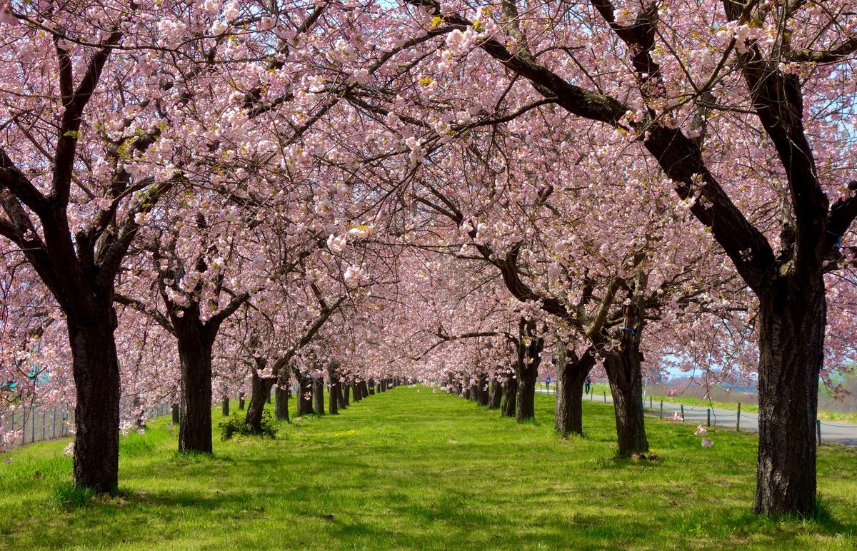 🌸千曲川河川公園🌸

撮影日：2021/4/20

千曲川といえば八重桜の...