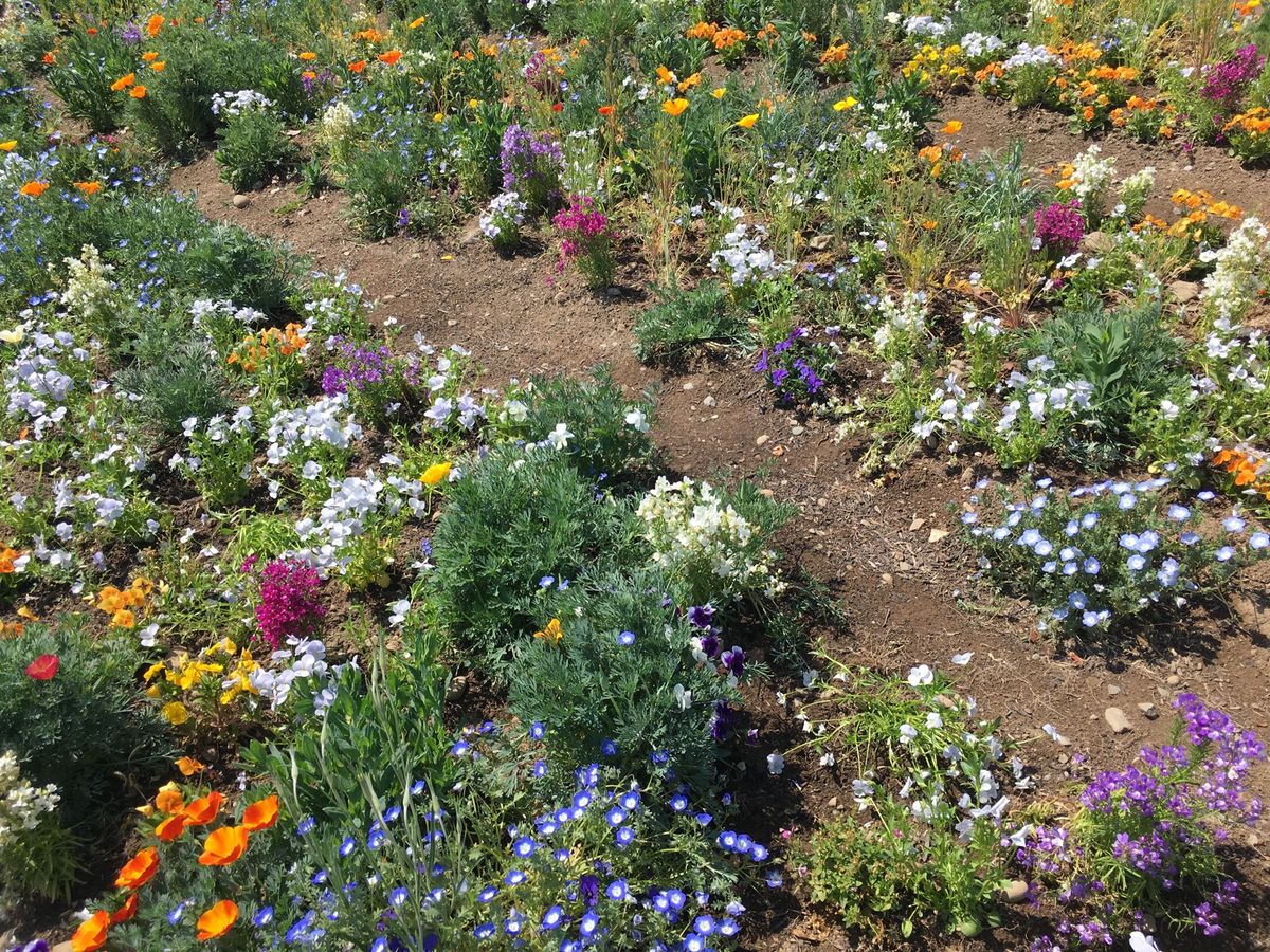 🌸信州花フェスタ🌸

2019年に松本空港近くの信州スカイパークでしていた...
